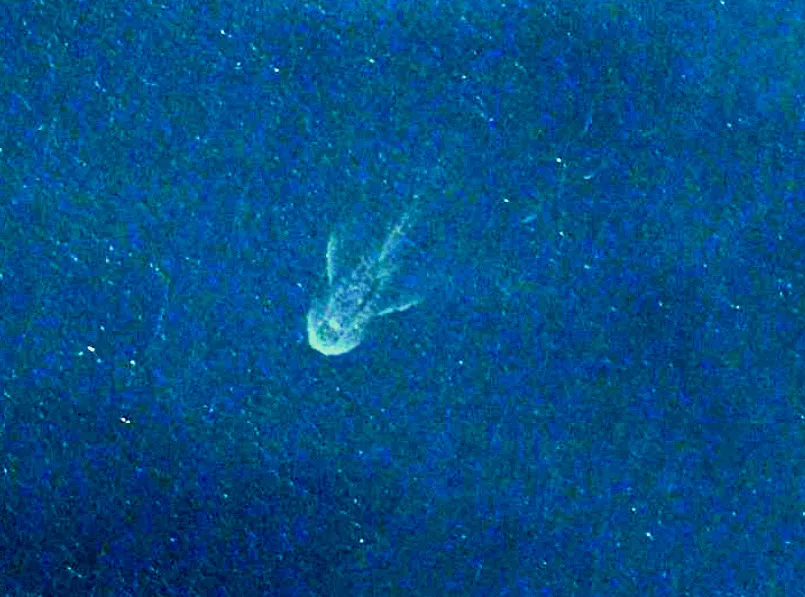 Potwór z Loch Ness sfotografowany przez satelity? Zobacz ZDJĘCIA