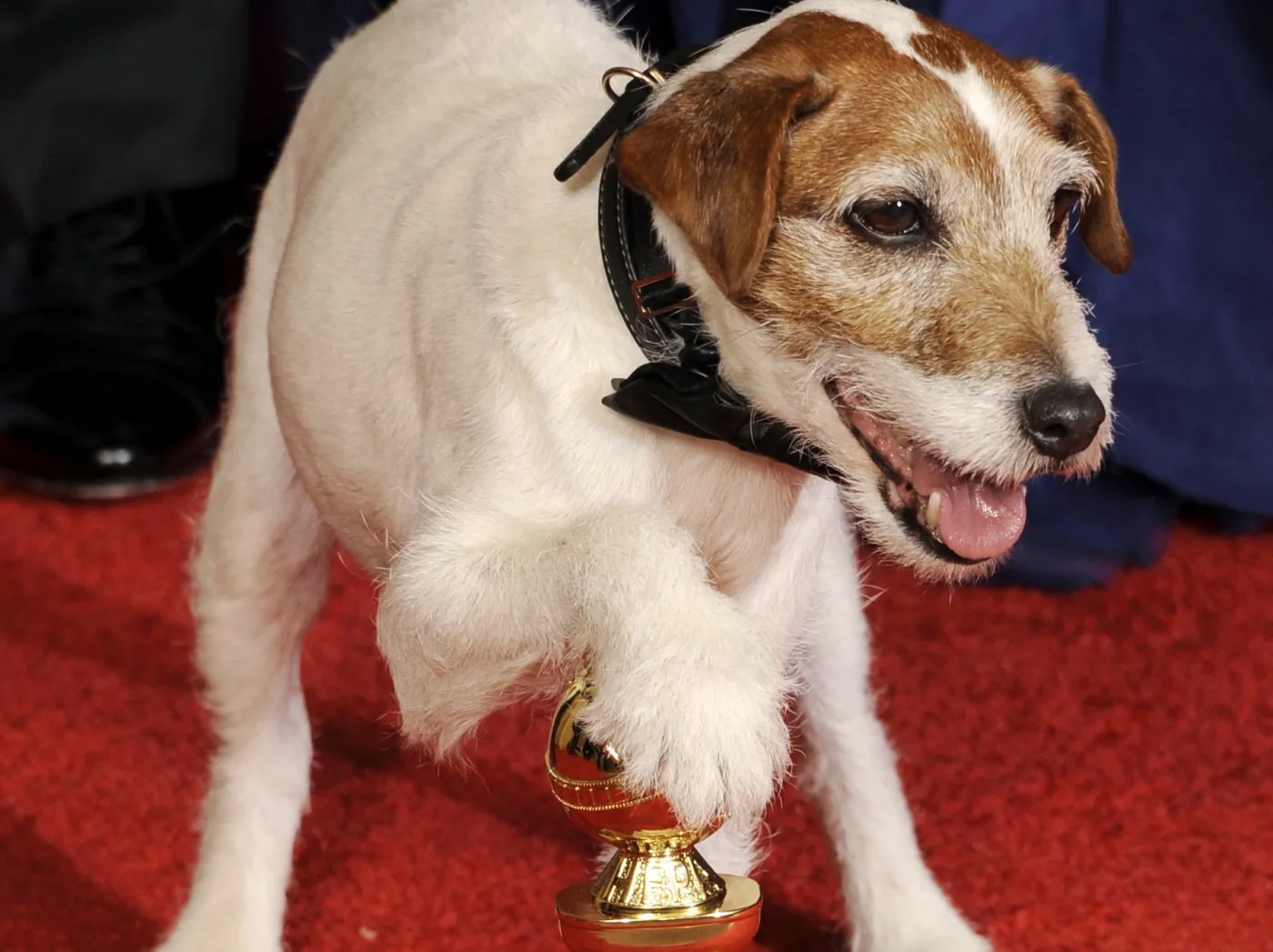 Pies Uggie i Złoty Glob dla filmu "Artysta" 