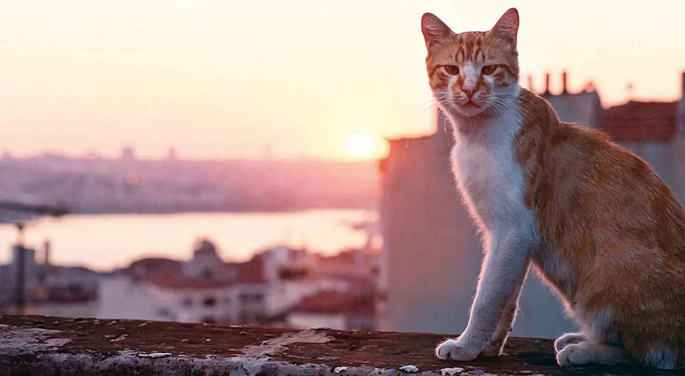 Kadr z filmu "Kedi - sekretne życie kotów"