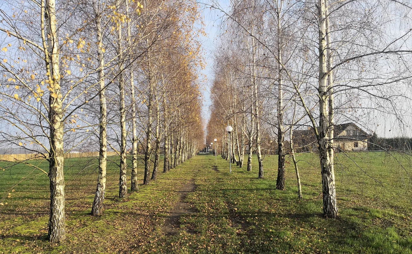 10603537-zdjecie-zrobione-telefonem-huawei.jpg