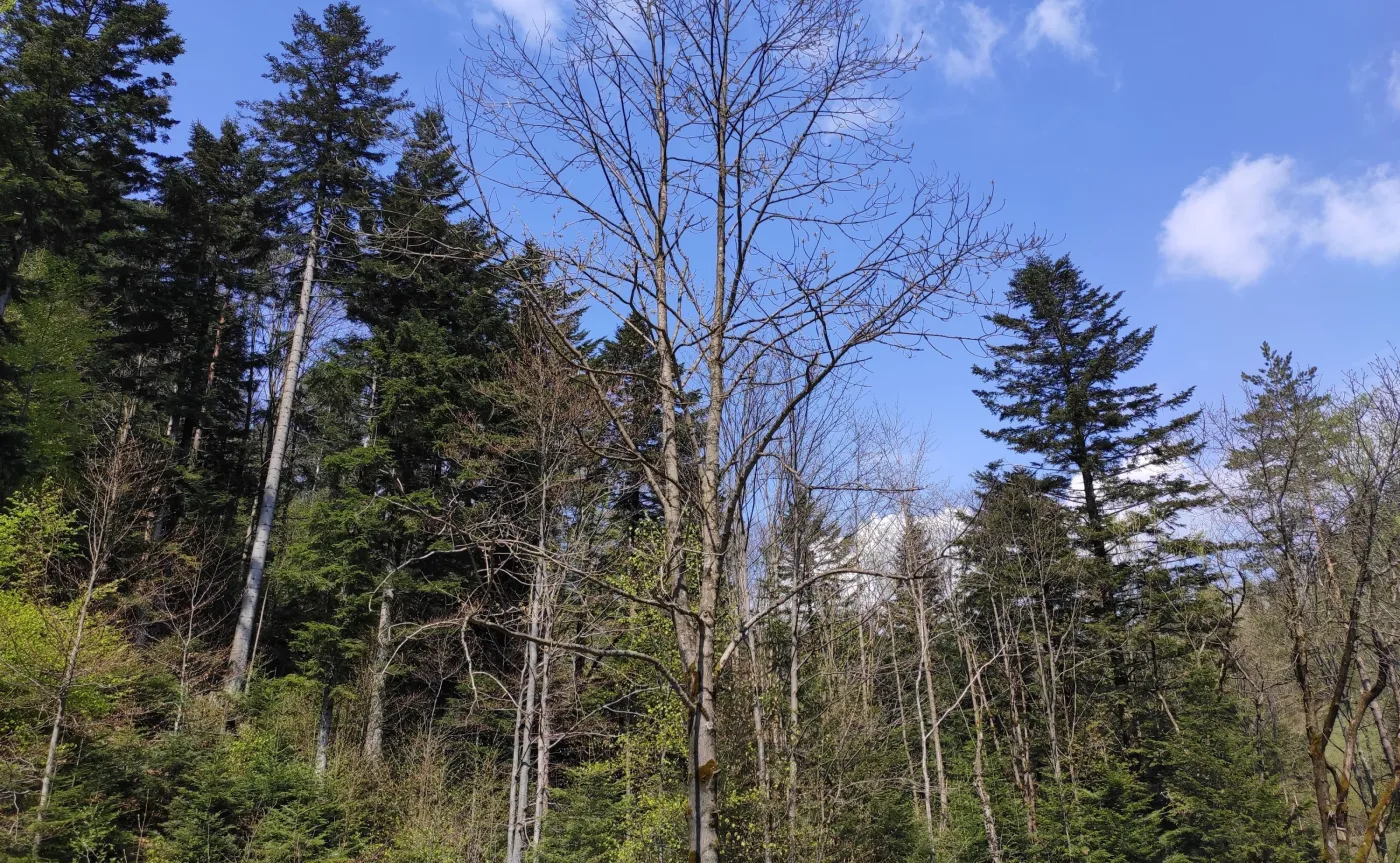 12335335-zdjecie-wykonane-telefonem-xiaomi.jpg