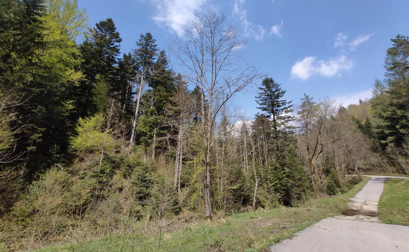 12335367-zdjecie-wykonane-telefonem-xiaomi.jpg