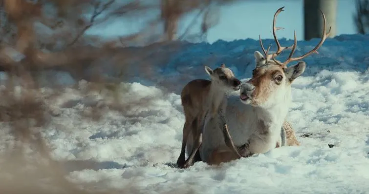 Film "Młody renifer Alex" w kinach 6 grudnia 