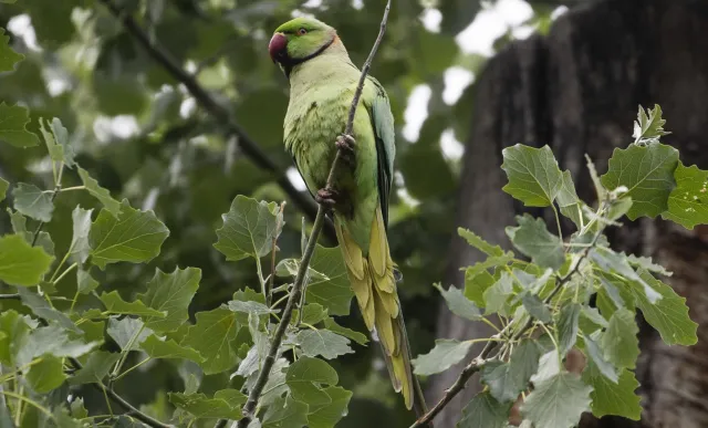 Ośmiolatka miała zostać zabita za wypuszczenie papug. Była torturowana