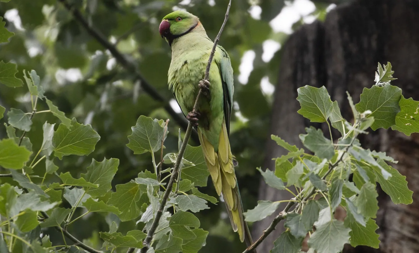 Ośmiolatka miała zostać zabita za wypuszczenie papug. Była torturowana