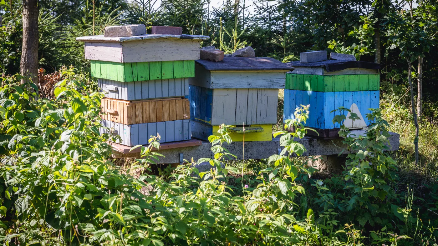 Pszczelarz miał otruć 420 tys. pszczół. Policja szuka jego wspólnika