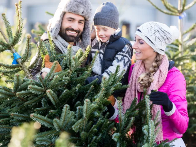Choinka choince nierówna - na co zwrócić uwagę, poszukując "modelu" trwałego i pięknego?