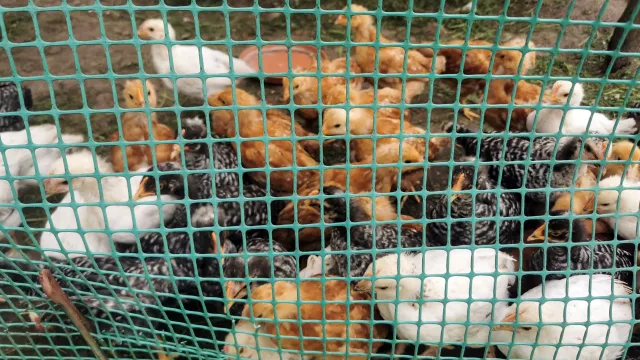 Ptasia grypa H5N1. Pierwszy przypadek zakażenia u człowieka w USA