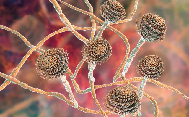 Oporna na leki pleśń atakuje ludzi