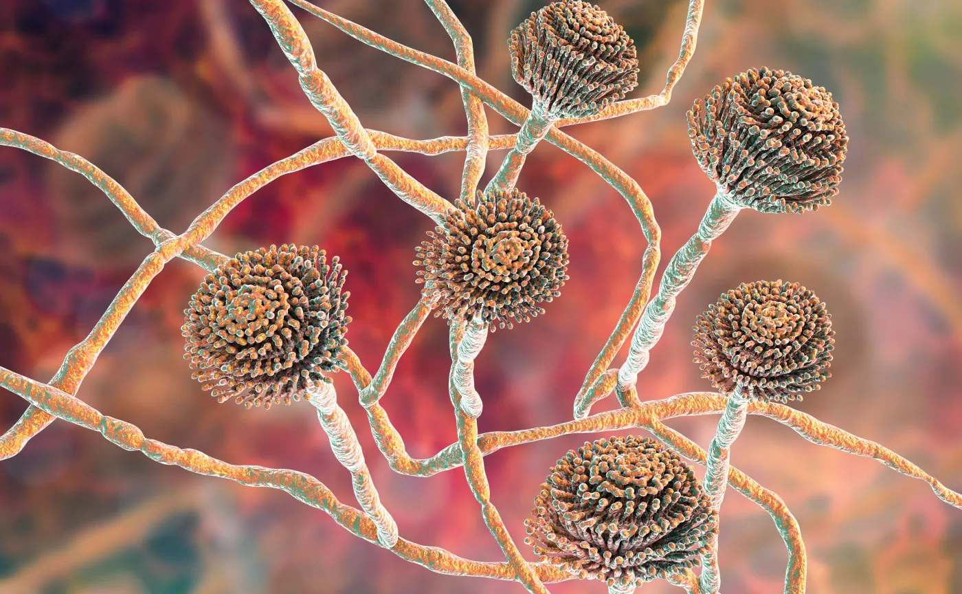 Pleśń na owocach i warzywach - odkroić czy wyrzucić? Ostrzeżenie GIS