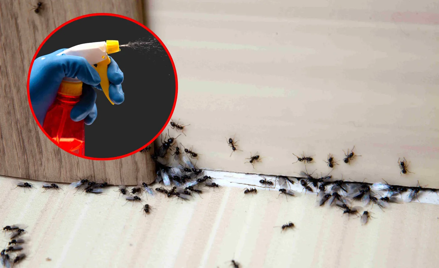 Mrówki w domu i ogrodzie - jak się ich pozbyć? Ten sposób wykorzystywały nasze babcie