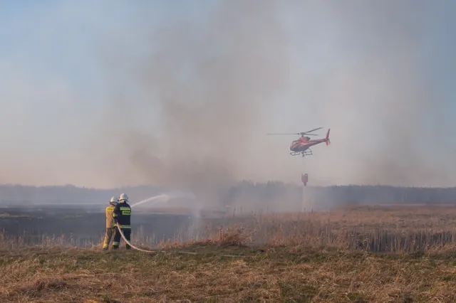 Dromadery nad Biebrzańskim Parkiem Narodowym. Strażacy opanowali pożar