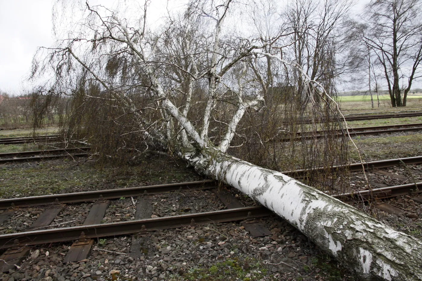 Drzewo na torach - zdjęcie poglądowe
