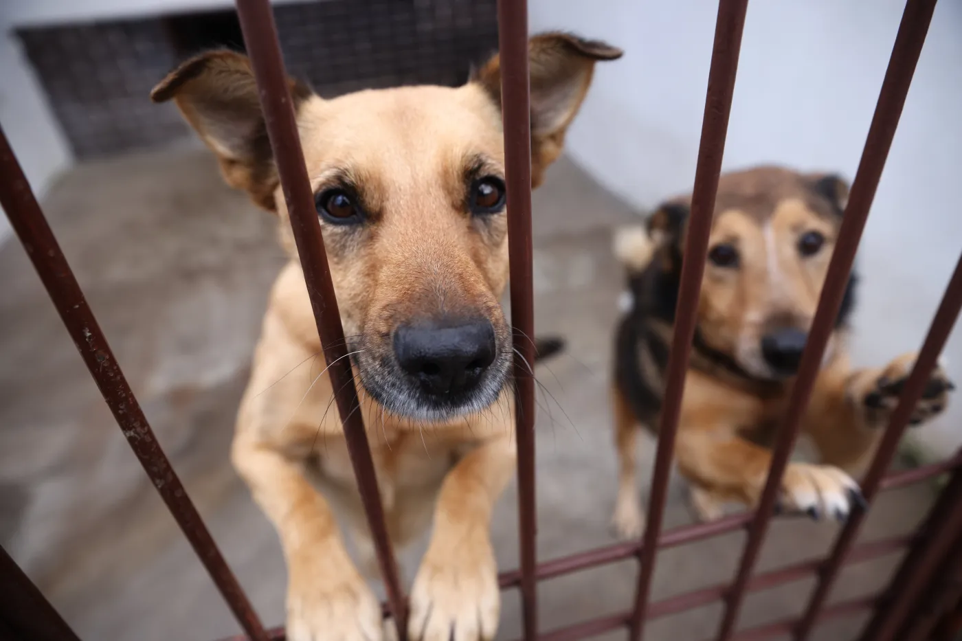 "Ich strach i szok nie znikają z ostatnim wystrzałem". Apel organizacji prozwierzęcych: Nie strzelaj w Sylwestra