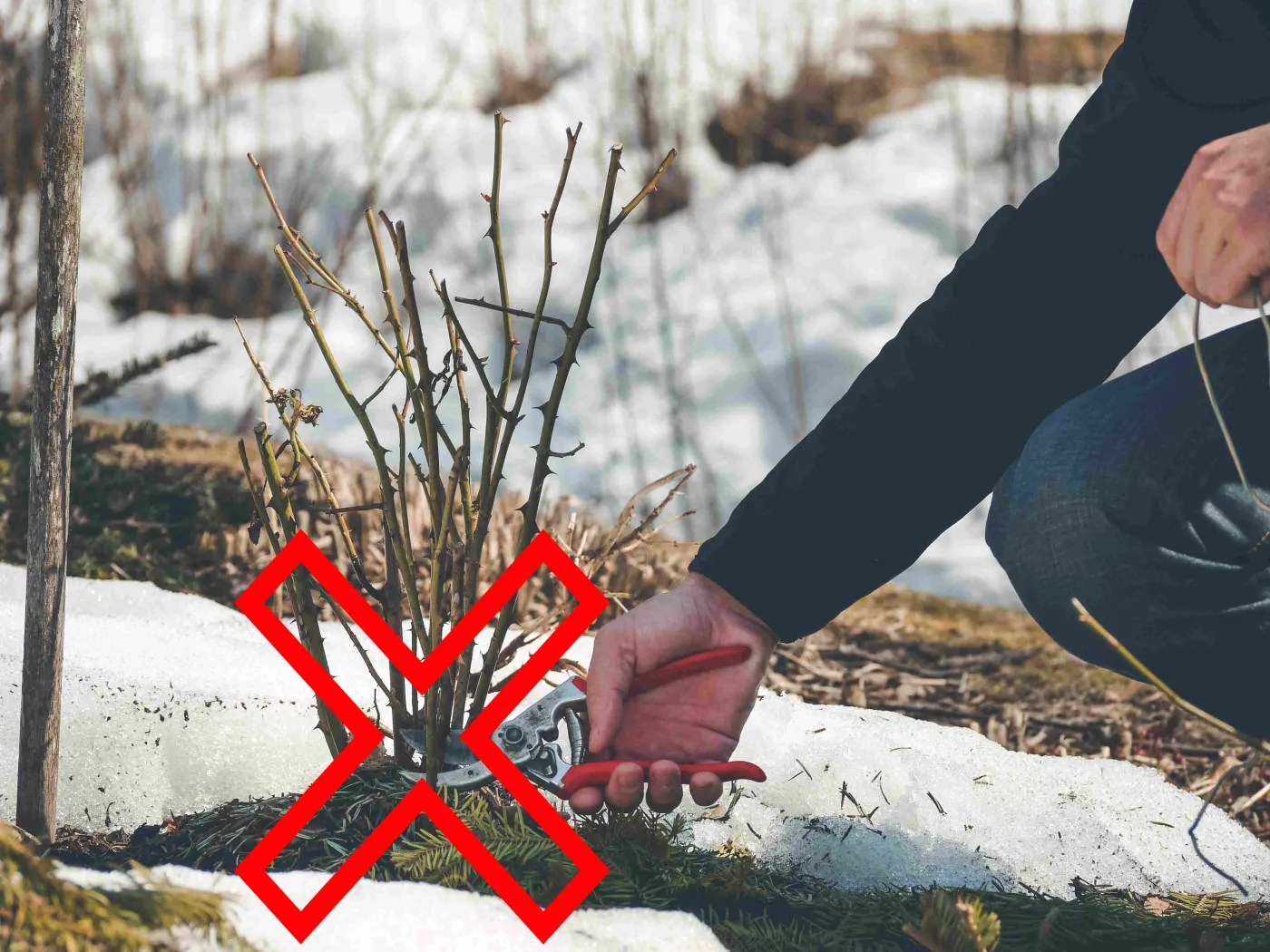 Nożyce precz od tych roślin! Tych gatunków nie wolno przycinać na wiosnę