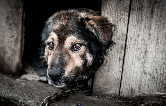 O psie, który z samotności zaprzyjaźnił się z gołębiami. W tle kulejące prawo