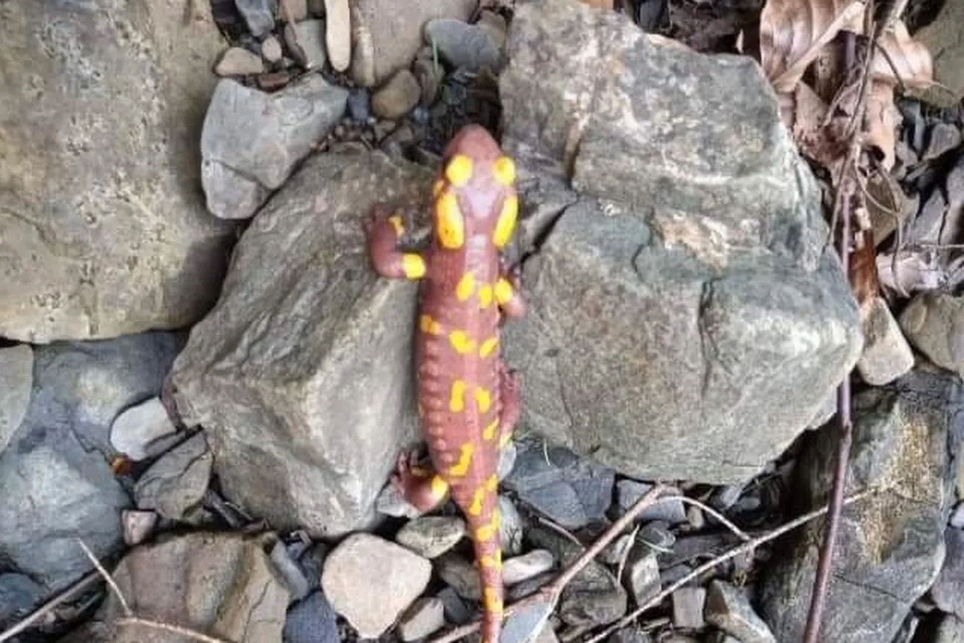 Rzadki okaz odkryty w polskich lasach. "Gwiazda"