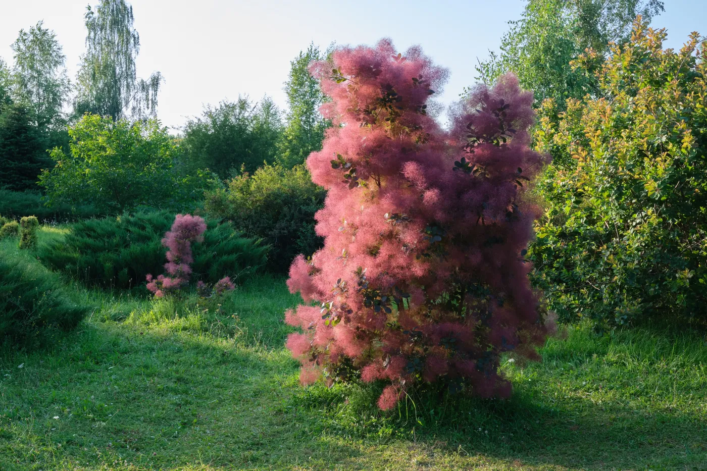 Perukowiec podolski Beautiful,Blooming,Scumpia,Tree,In,Summer,Garden.,Latin,Name,Of