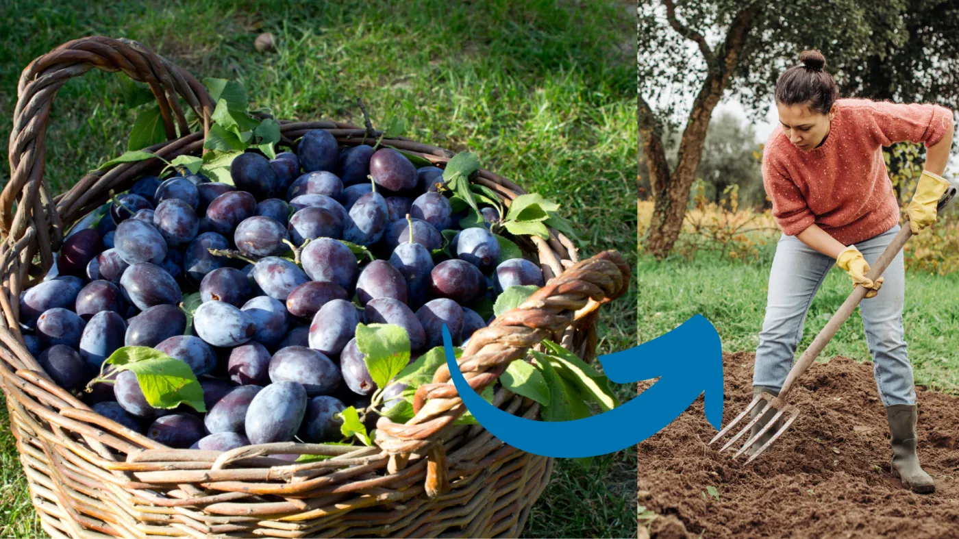 Rozsyp pod śliwką węgierką. Będzie mieć liczne i duże owoce