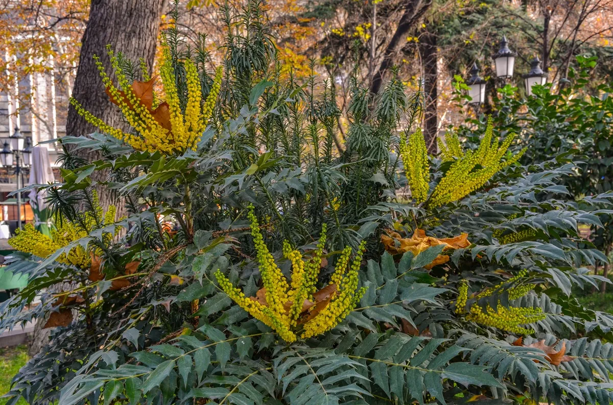 mahonia-japonska-kwitnie-zima-zima-38300865.jpg