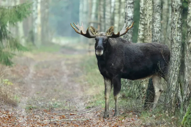 Myśliwy zastrzelił zwierzę pod ochroną. "Niemalże pod okiem prezesa NRŁ"