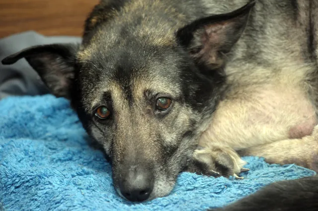 Zabiedzony pies z odparzoną skórą. Jego 25-letnia właścicielka usłyszy zarzuty