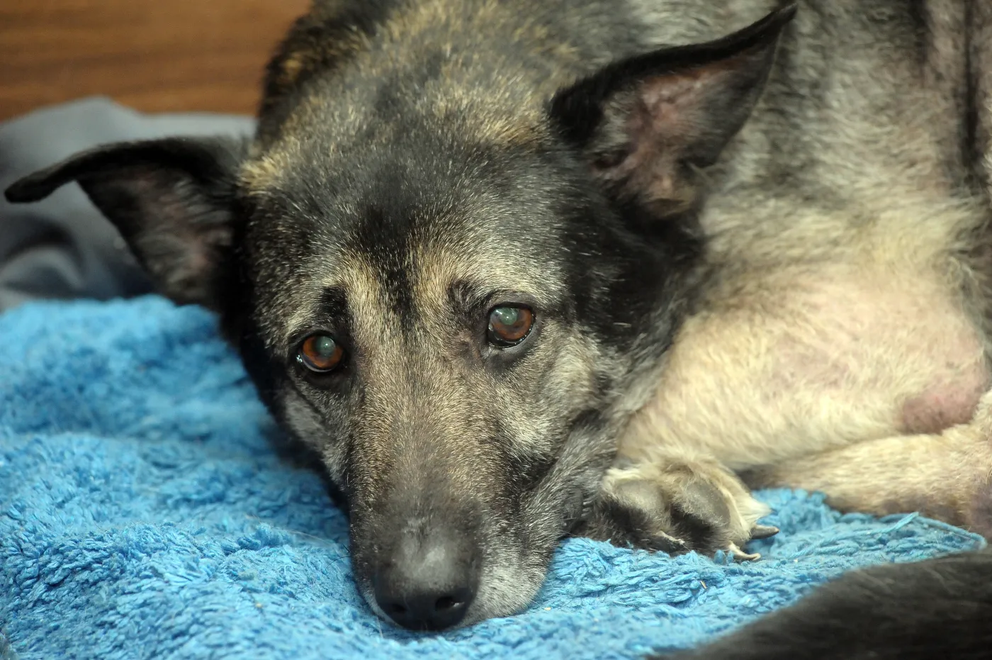 Będzie nowy obowiązek. Całkowity zakaz psów na łańcuchach