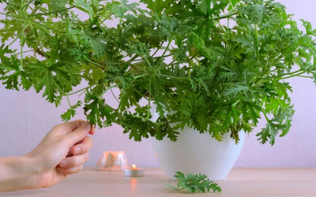 W PRL rosła w doniczce na każdym parapecie. Jest niezwykła, leczy i pięknie pachnie