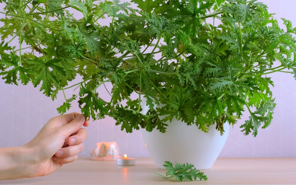 W PRL rosła w doniczce na każdym parapecie. Jest niezwykła, leczy i pięknie pachnie