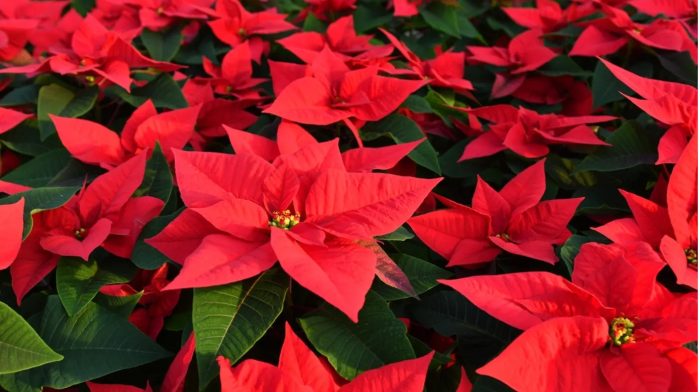 Gwiazda betlejemska: jak o nią dbać?