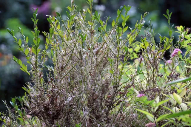 Jak wygląda ćma bukszpanowa? Czym pryskać? Czy atakuje inne rośliny?