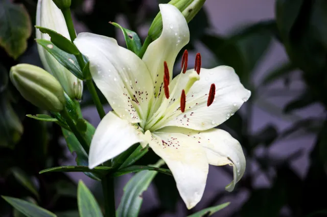 Czy lilie są trujące? Jakie są objawy zatrucia liliami? Co zrobić jeśli kot zje lilię?