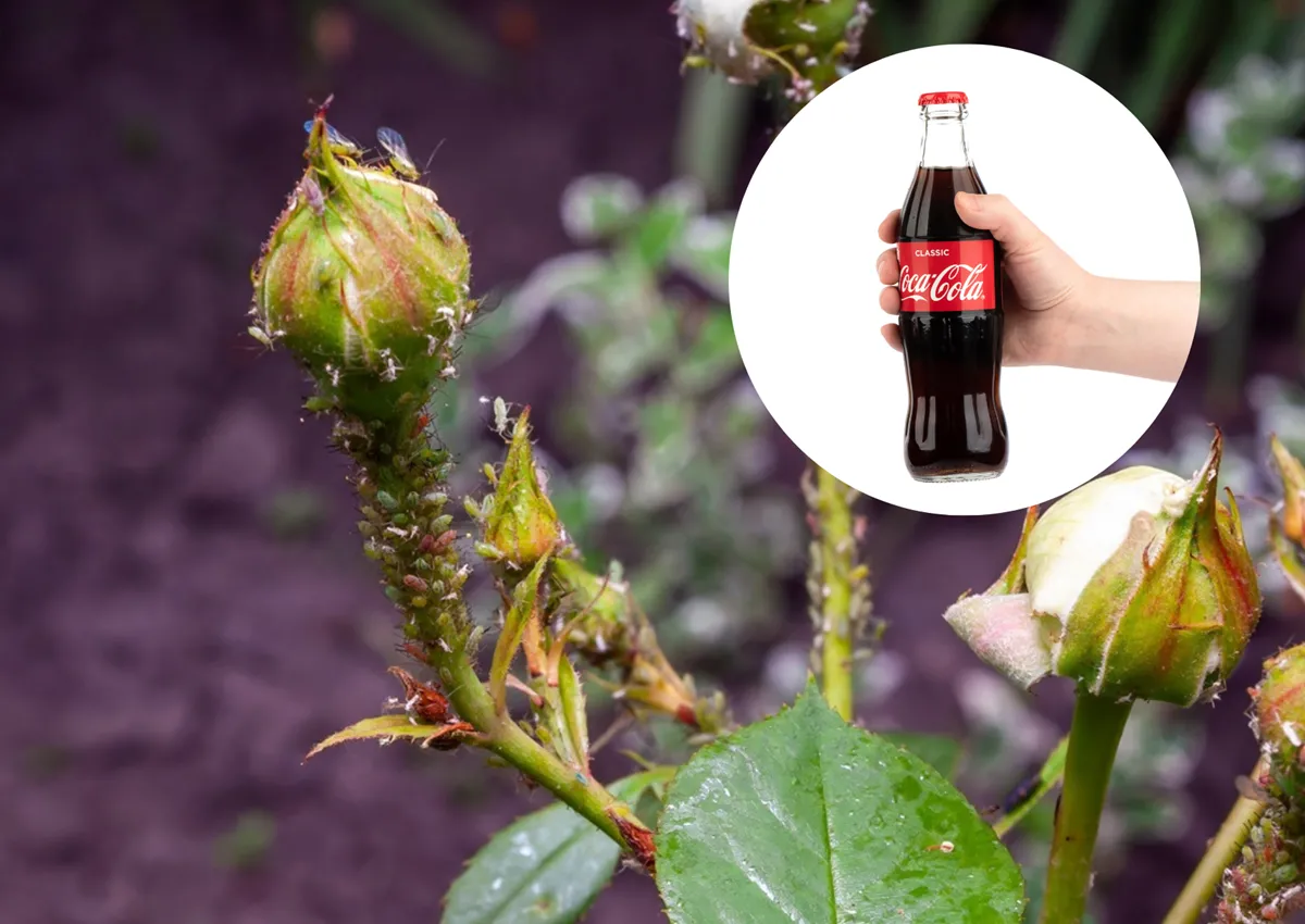 Oprysk z coli na mszyce - skuteczny już po jednym razie