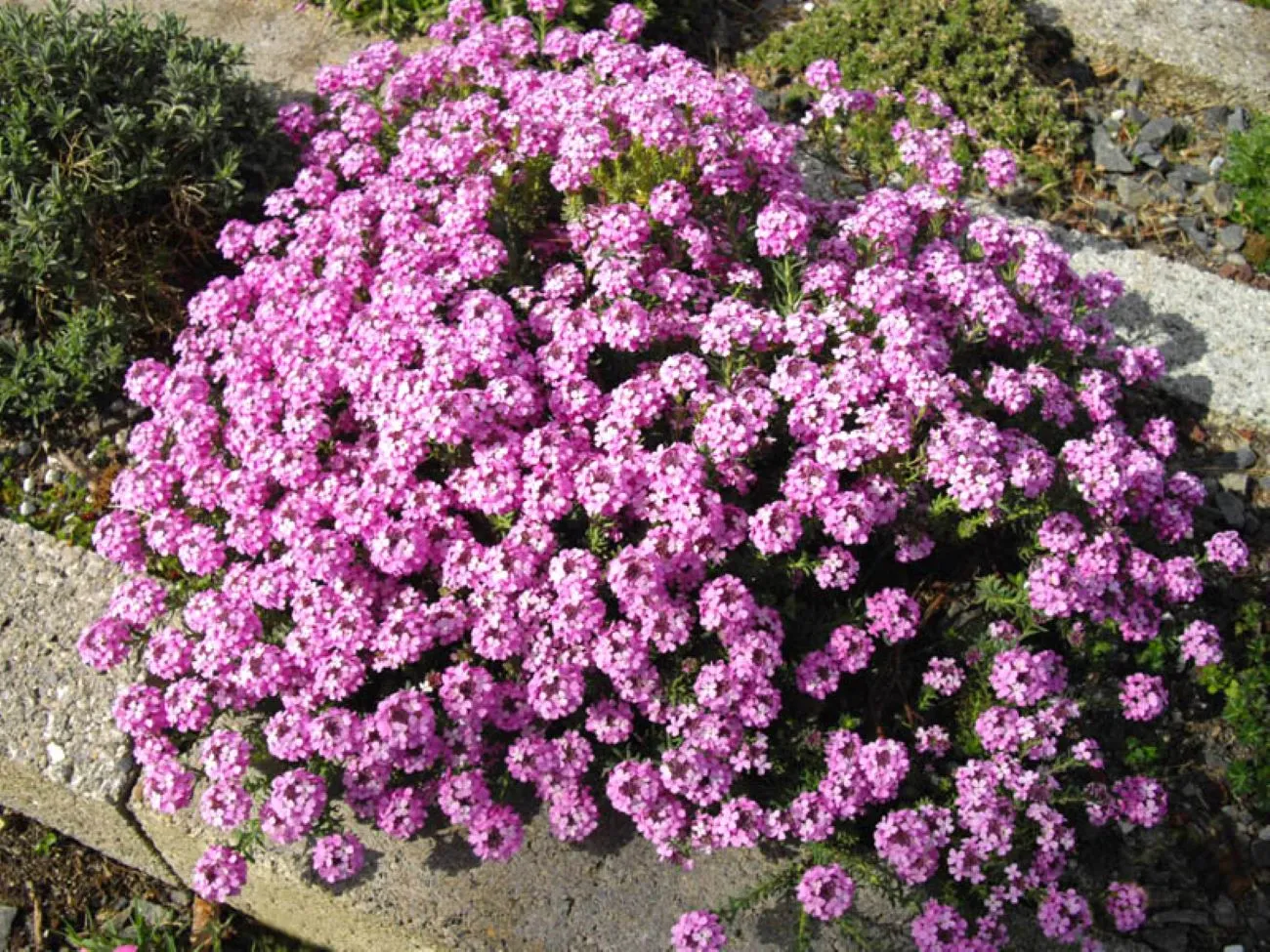 Ten kwiat urośnie nawet na nieurodzajnej glebie i żwirze. Posadź go w ogrodzie, a zakwitnie mnóstwo różowych obłoków