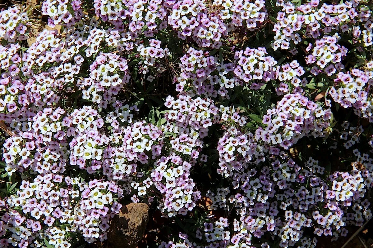 skrzydlinka-kwiat-odporny-na-susze-38528189.jpg