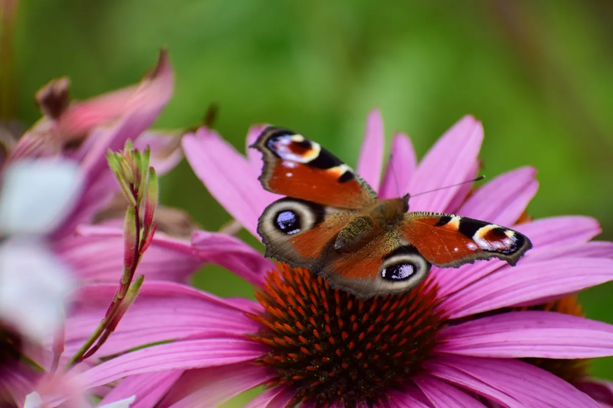 Kwiaty wabiące motyle w ogrodzie. Będziesz mieć prawdziwe show [LISTA]