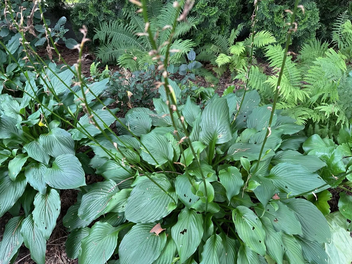 Czy przycinać funkie i żurawki po kwitnieniu?