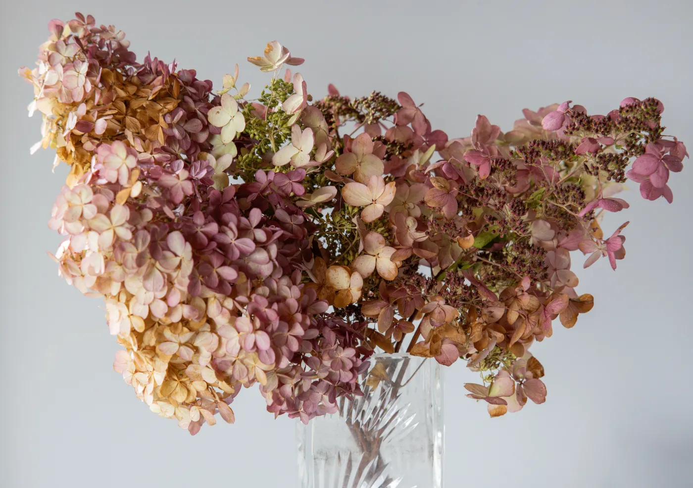 Jak suszyć hortensje, aby nie straciły koloru?