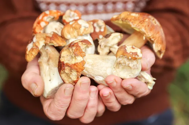 Dorodne grzyby, ale z robakami. Czy robaczywe grzyby są bezpieczne dla zdrowia?