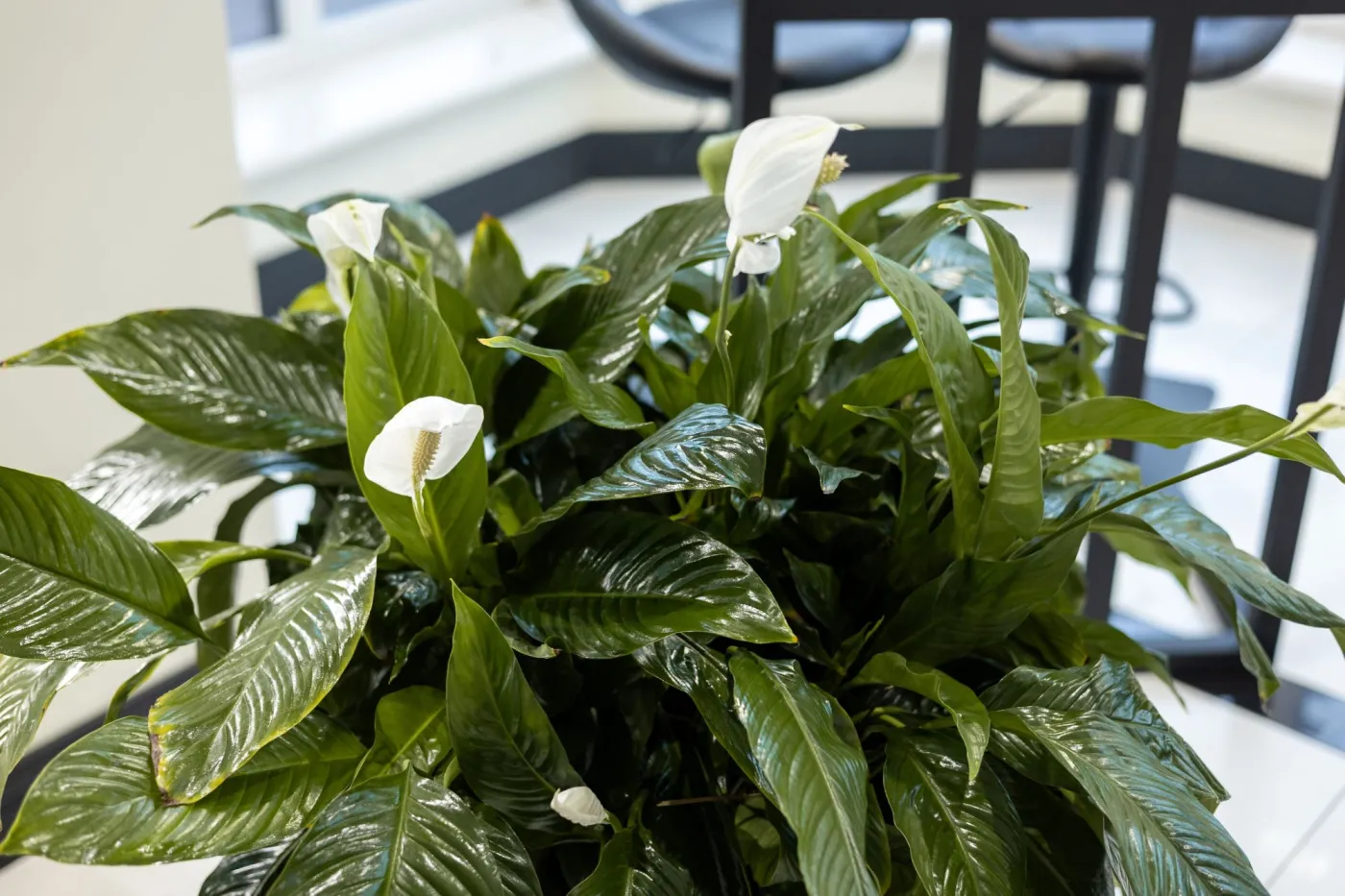 Jak podlewać skrzydłokwiat - od góry czy od dołu? Dlaczego skrzydłokwiat nie kwitnie? Czego nie lubi skrzydłokwiat?