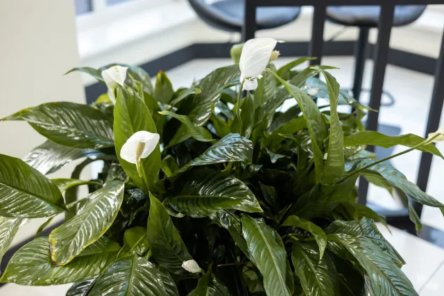 Jak podlewać skrzydłokwiat - od góry czy od dołu? Dlaczego skrzydłokwiat nie kwitnie? Czego nie lubi skrzydłokwiat?