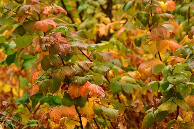 Dlaczego maliny nie owocują? To może być ich koniec. Przesadź je jesienią w inne miejsce