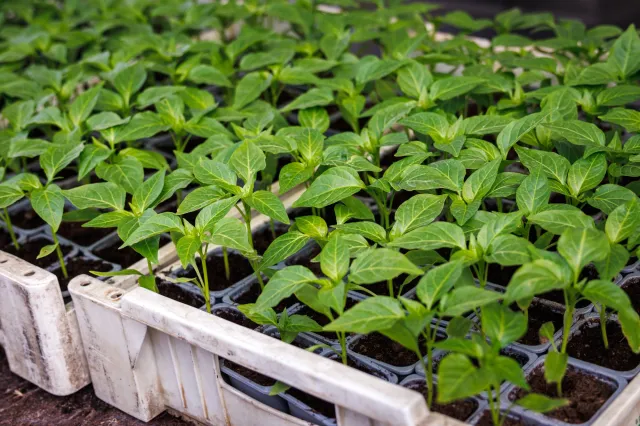 Wysiew papryki w styczniu. Kiedy siać paprykę na rozsadę w domu? Jak długo rośnie papryka z nasion?