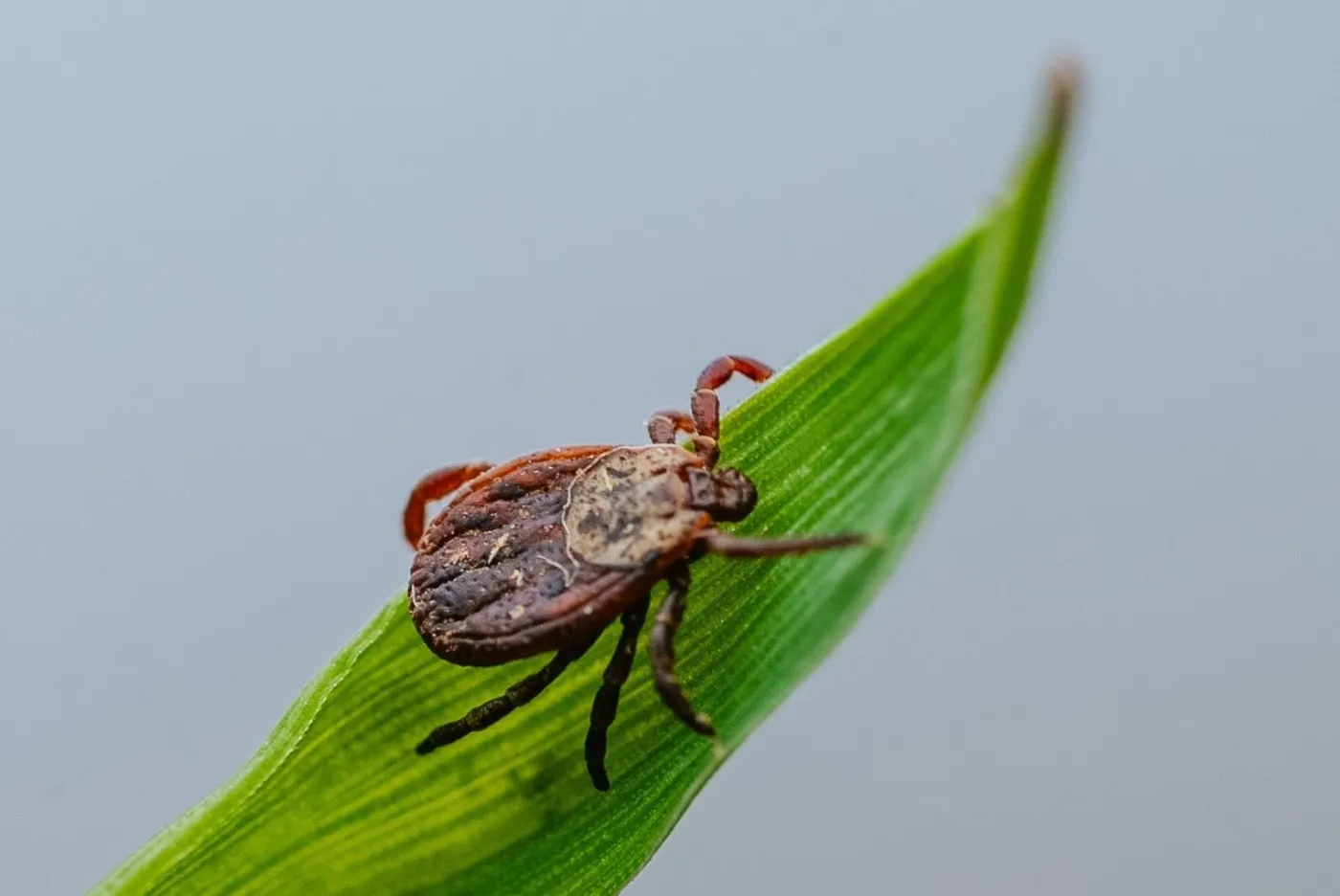 Czy mróz zabija kleszcze? W jakiej temperaturze giną kleszcze?