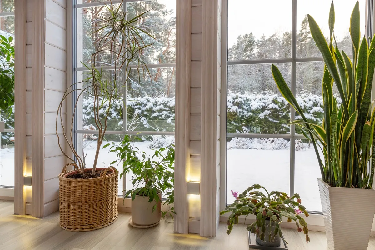 Jakie ślady tegoroczna zima zostawi w ogrodach? Czego można spodziewać się wiosną 2026 r.?