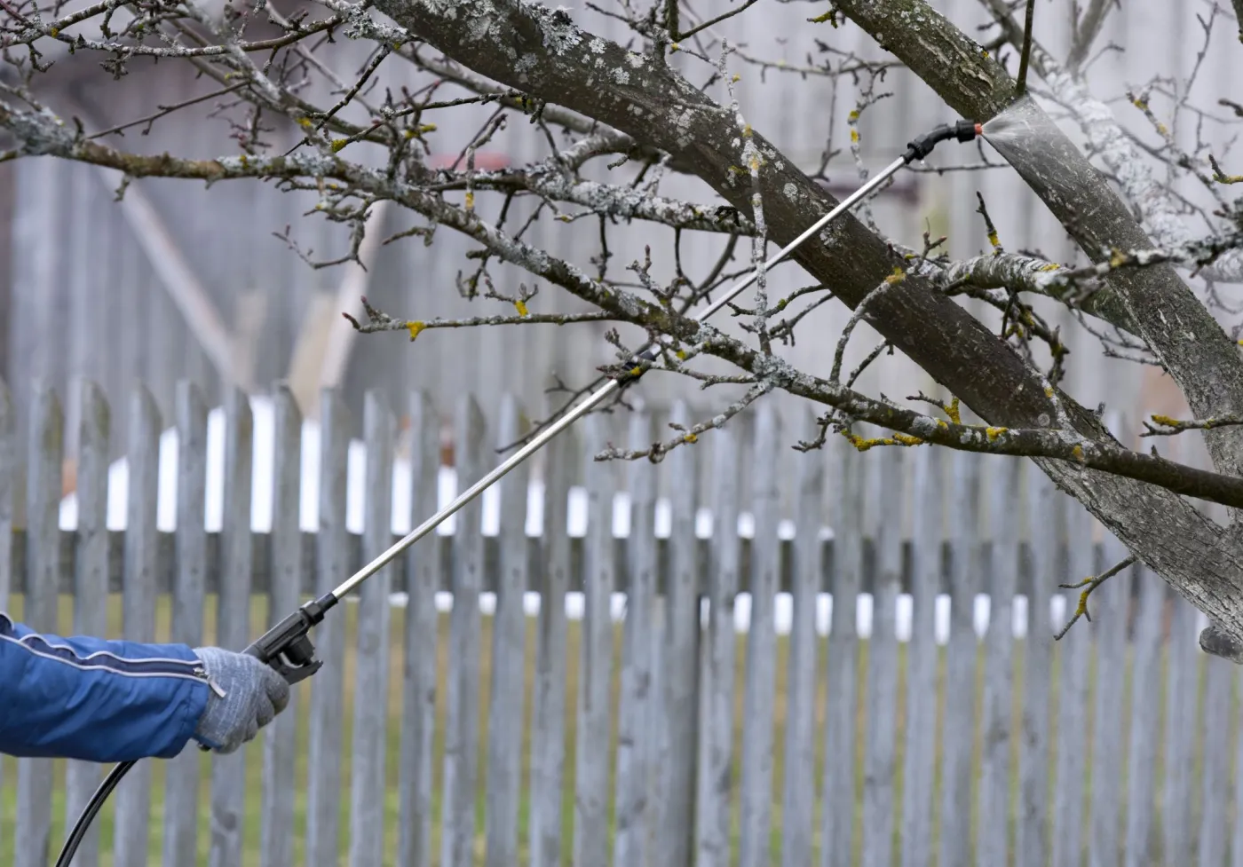 Spryskaj tym jabłonie teraz, aby w sezonie nie miały parcha. Kiedy pryskać jabłonie na parcha? Czym pryskać jabłonie?