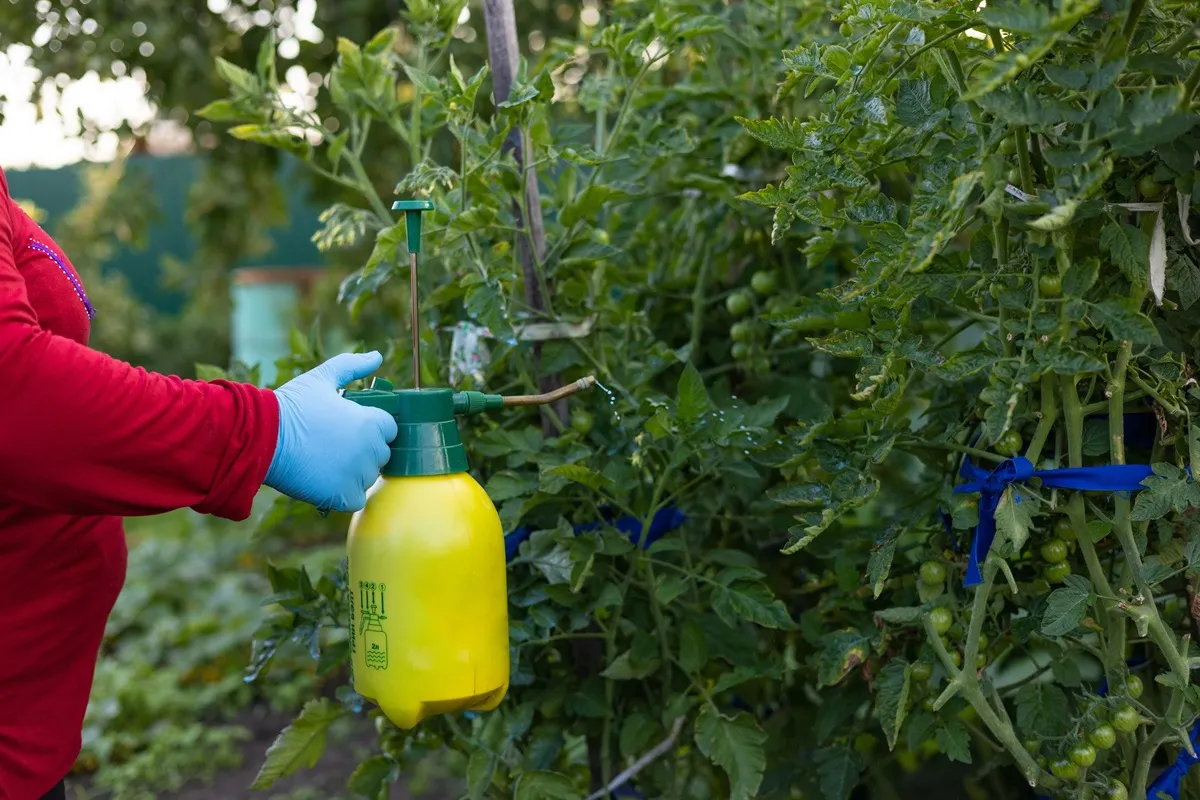 oprysk-miedzianem-pomidory-warzywa-39085964.jpg