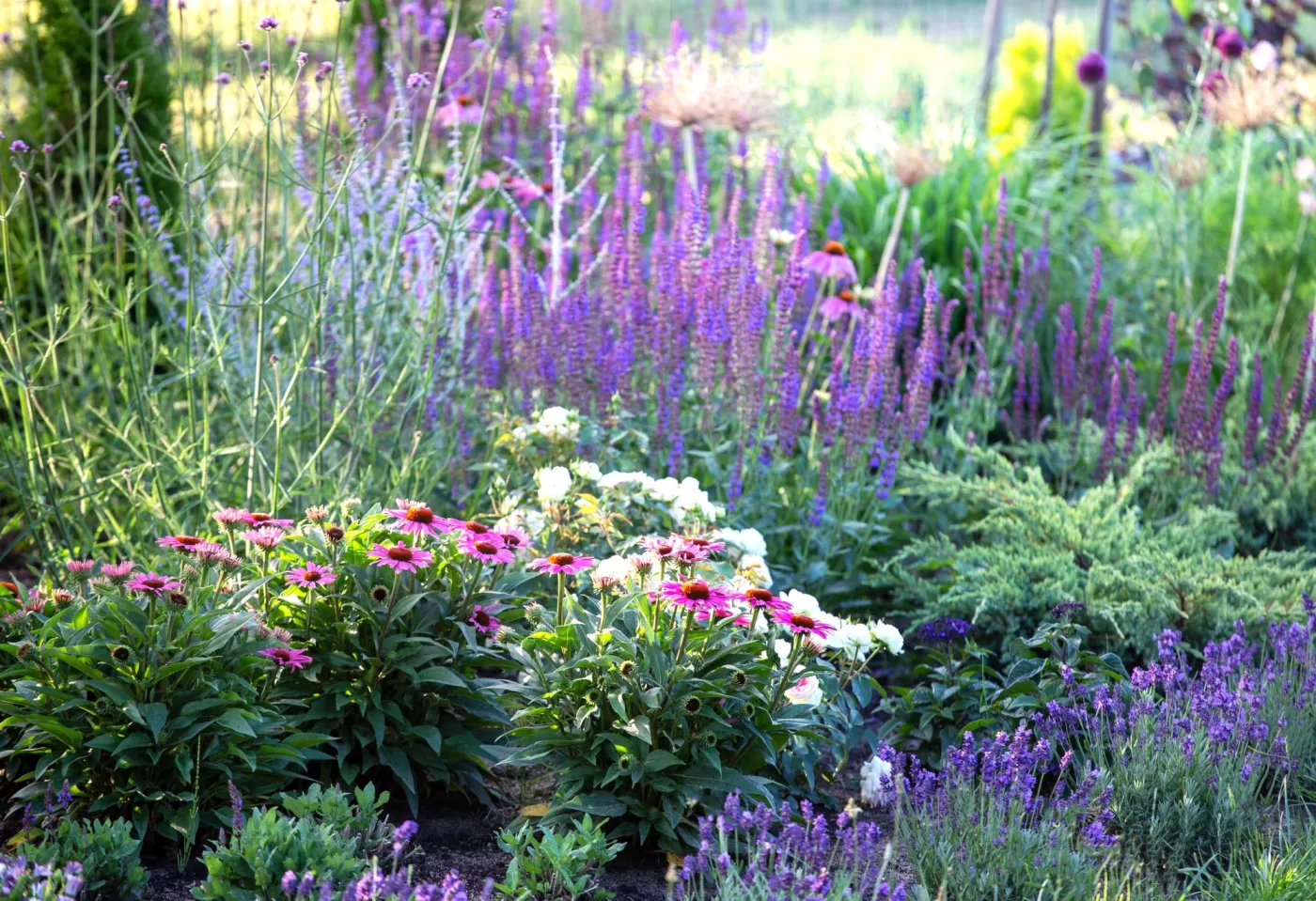 Rośliny odporne na słońce i suszę