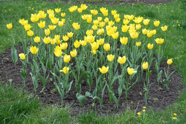 Co posadzić gdy przekwitną tulipany? Z czym łączyć tulipany na rabacie?