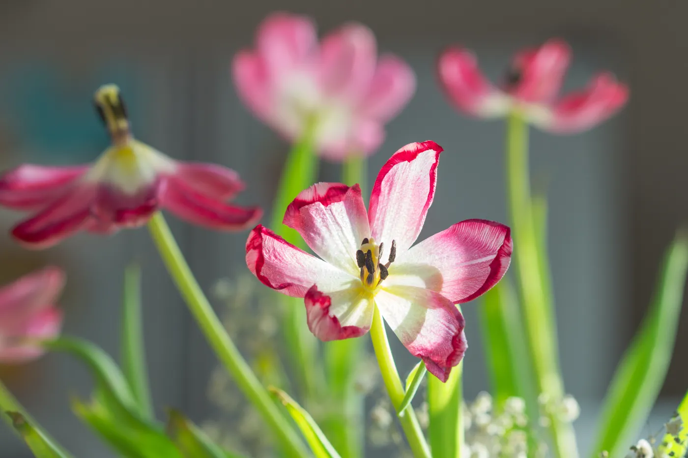 Co zrobić z tulipanami po przekwitnięciu? Wystarczy prosty trik, by kolejnej wiosny zachwyciły wyglądem